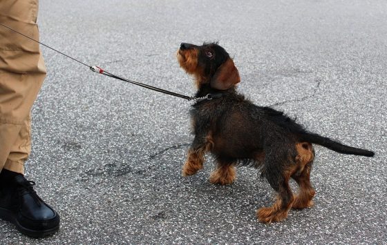 Rescue Dog Training: Helping Your New Best Friend Thrive in Their New Home