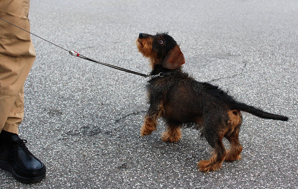 Rescue Dog Training: Helping Your New Best Friend Thrive in Their New Home