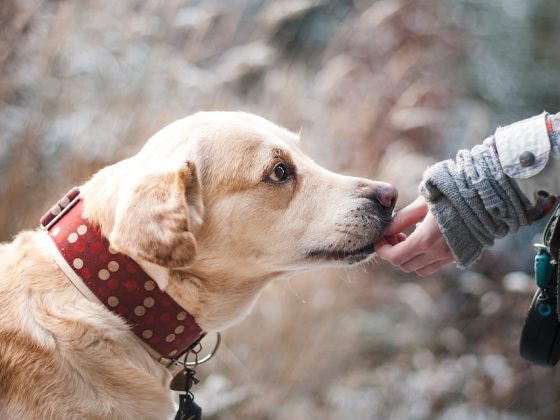 Shop ‘Til You Drop: Finding the Perfect Accessories for Your Pup