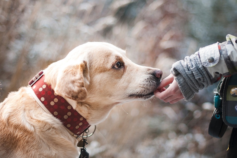 Shop ‘Til You Drop: Finding the Perfect Accessories for Your Pup