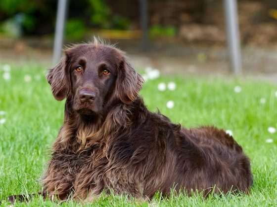 Size Does Matter: Choosing the Right Big Dog Breed for Your Lifestyle