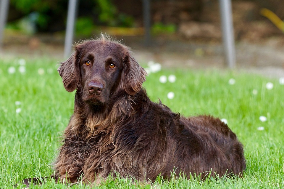 Size Does Matter: Choosing the Right Big Dog Breed for Your Lifestyle
