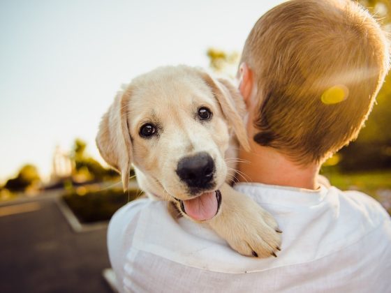 Spoil Your Furry Friend: The Latest Trends in Dog Accessories
