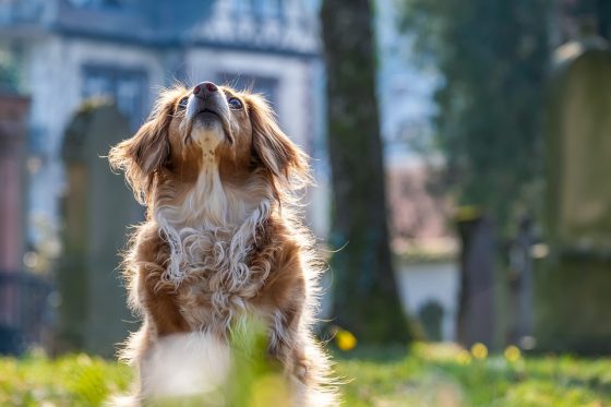 The Benefits of Owning a Small Dog Breed: Health, Happiness, and More