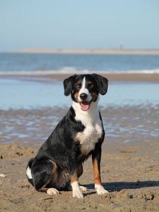 The Benefits of Proper Nutrition for Your Dog’s Health