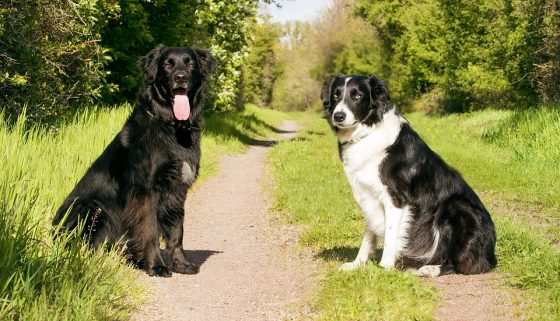 The Benefits of Using a Dog Training Collar for Behavior Modification