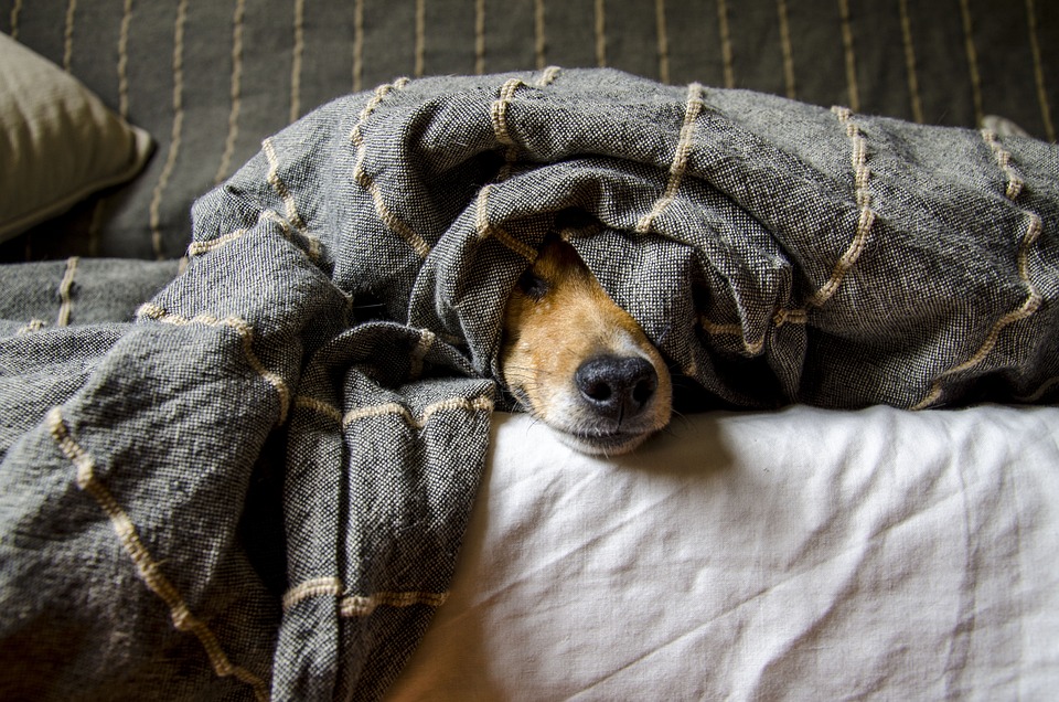 The Best Dog Accessories for a Happy and Healthy Pet
