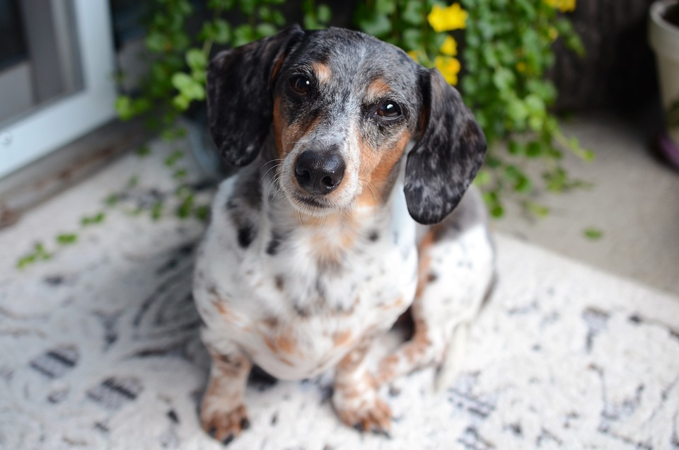 The Cutest Small Dog Breeds That Make Great Family Pets