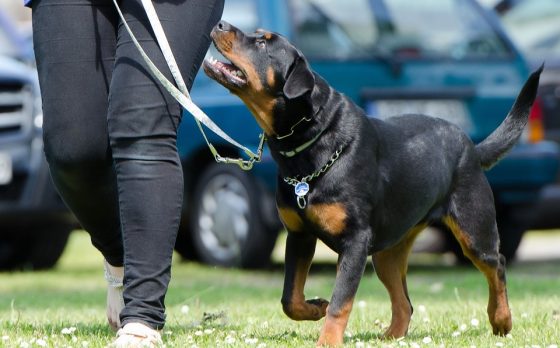 The Dos and Don’ts of Dog Training: Tips from Experts