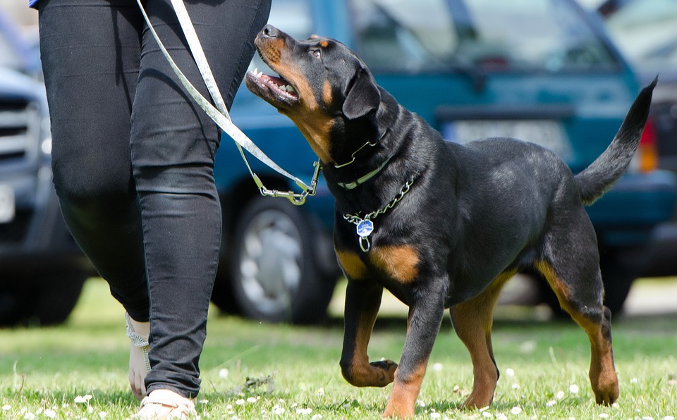 The Dos and Don’ts of Dog Training: Tips from Experts