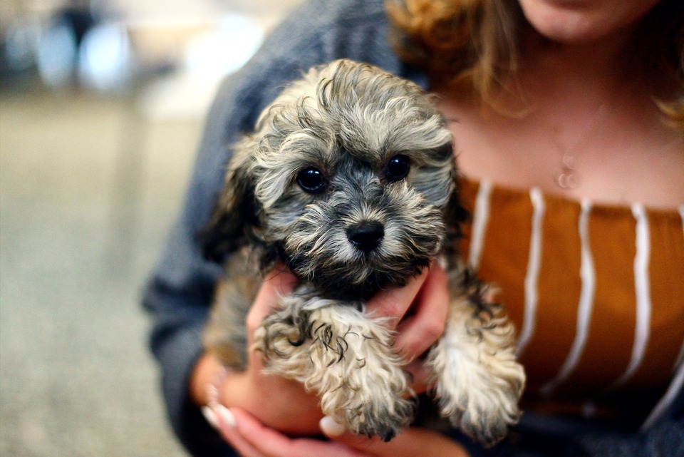 The Dos and Don’ts of Puppy Care: A Comprehensive Guide
