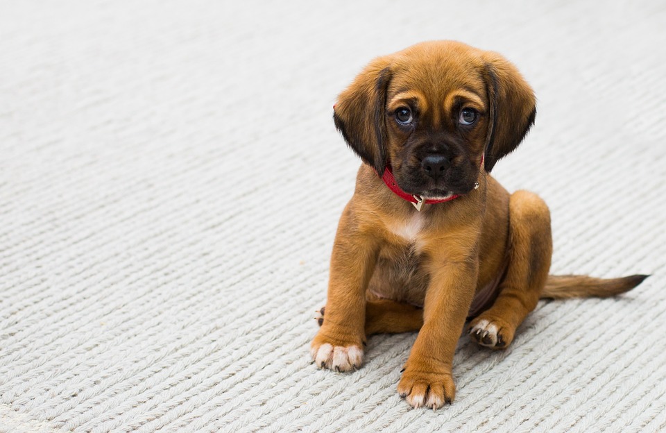 The Dos and Don’ts of Puppy Care: Expert Advice