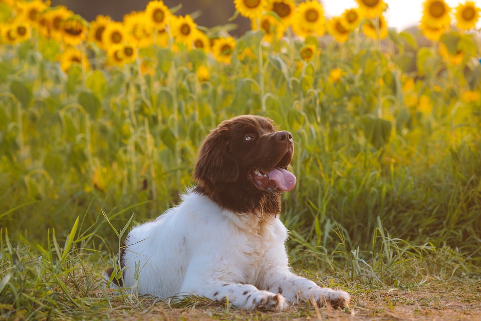 The Essential Puppy Care Checklist for a Happy, Healthy Pup