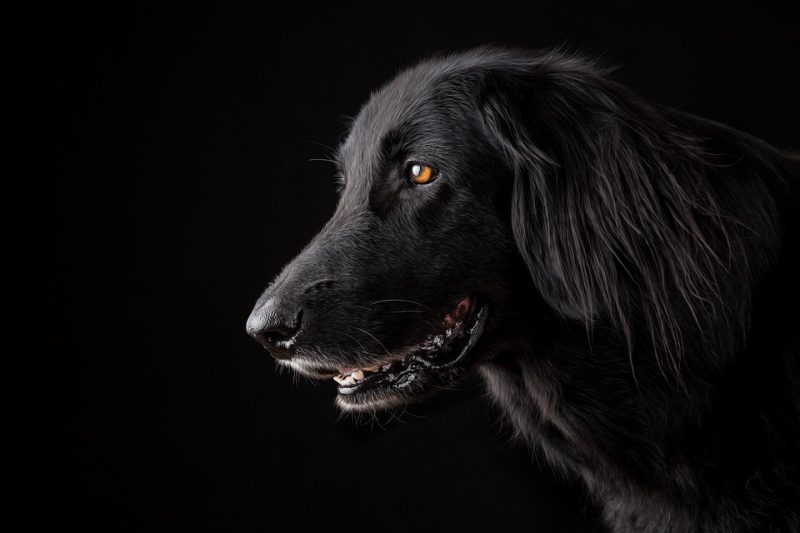 The Gentle Giants: The Top Big Dog Breeds for Families