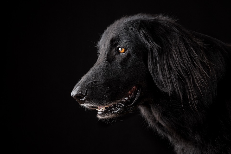 The Gentle Giants: The Top Big Dog Breeds for Families
