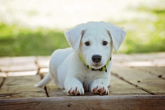 The Hottest Dog Accessories Every Pet Parent Needs to Know About