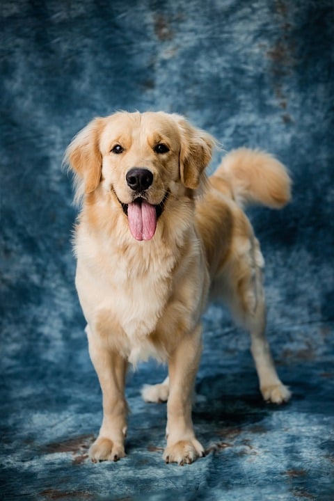 The Role of Mental Stimulation in Promoting Your Dog’s Wellbeing