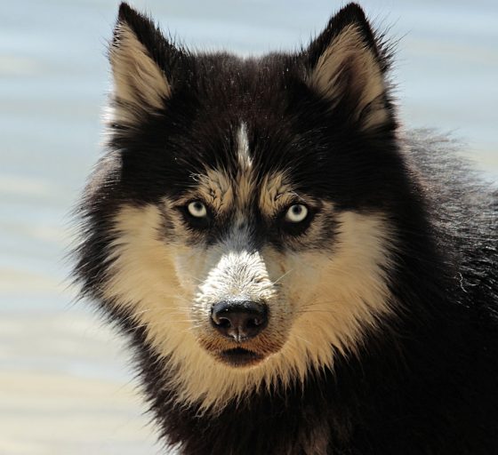 The Top 10 Best Family-Friendly Dog Breeds for Your Home