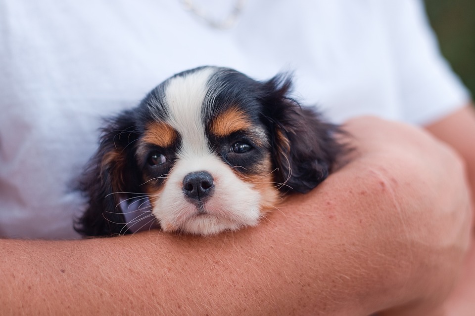 The Ultimate Checklist for New Puppy Parents