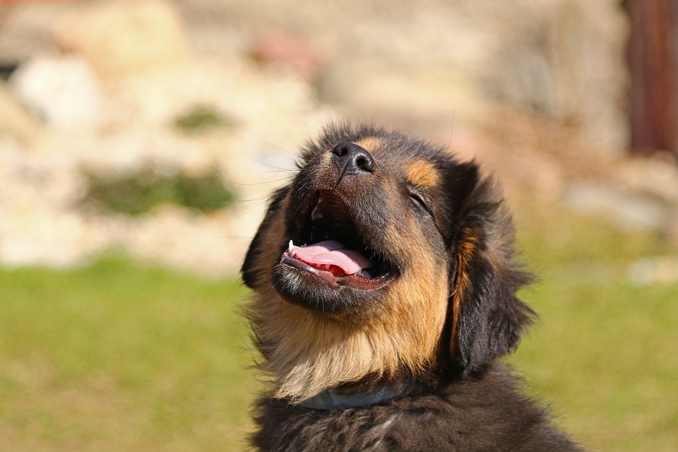 The Ultimate Guide to Caring for Your New Puppy