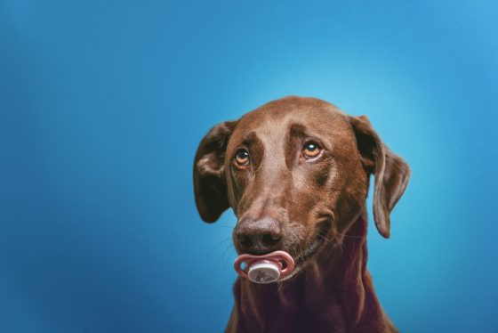 The Ultimate Guide to Stylish and Functional Pet Accessories