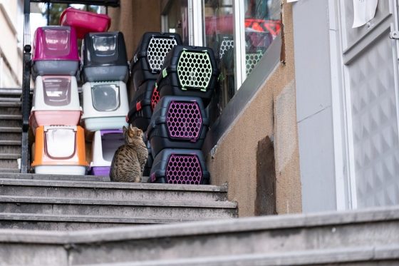 The Ultimate Guide to Traveling with Your Furry Friend
