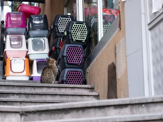 The Ultimate Guide to Traveling with Your Furry Friend