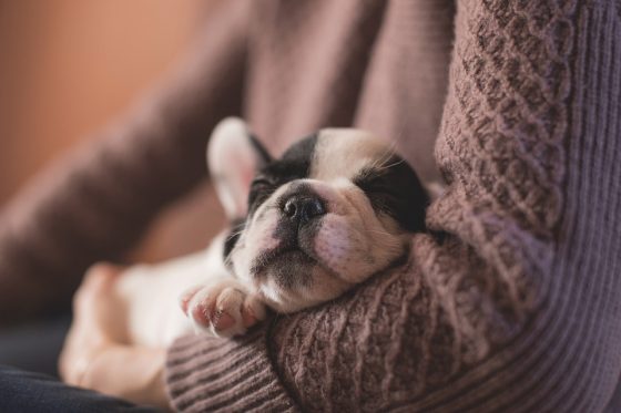 The Ultimate Puppy Care Guide: Everything You Need to Know