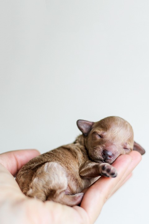 Top 10 Must-Have Supplies for New Puppy Owners