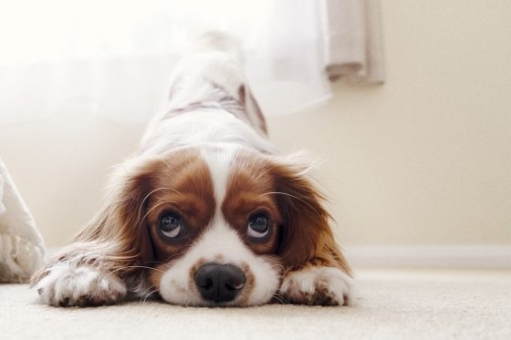 Top 10 Trending Pet Accessories That Your Furry Friend Will Love