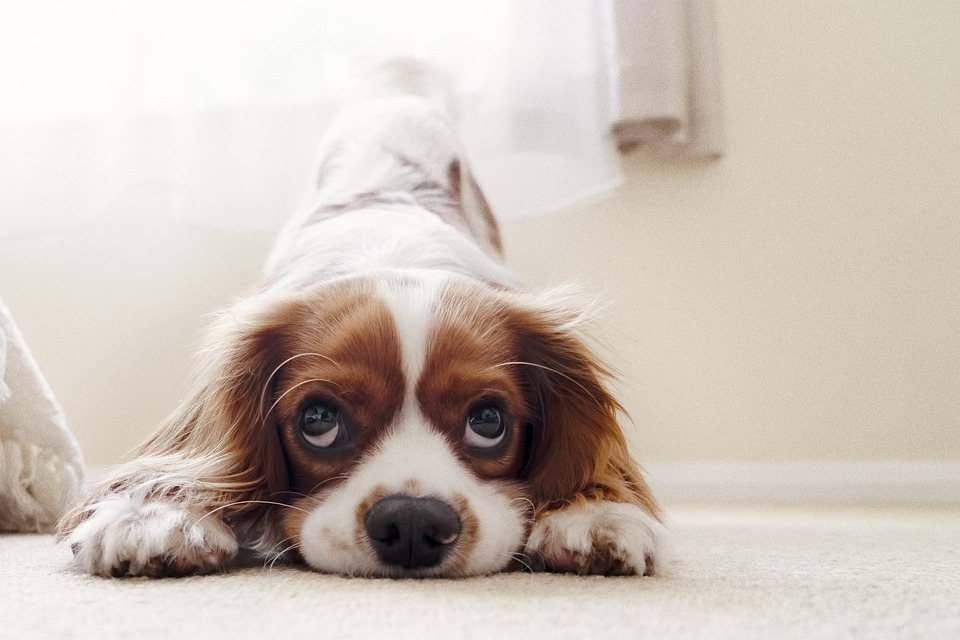 Top 10 Trending Pet Accessories That Your Furry Friend Will Love