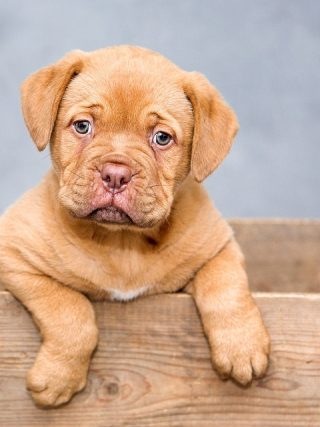 Top 10 Ways to Keep Your Dog Healthy and Happy