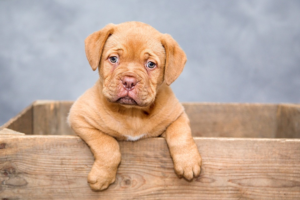 Top 10 Ways to Keep Your Dog Healthy and Happy