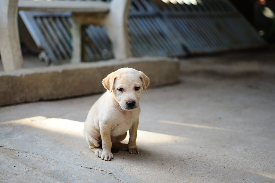 Top Puppy Care Tips Every New Dog Owner Should Know