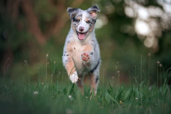 Top Tips for Keeping Your Puppy Happy and Healthy