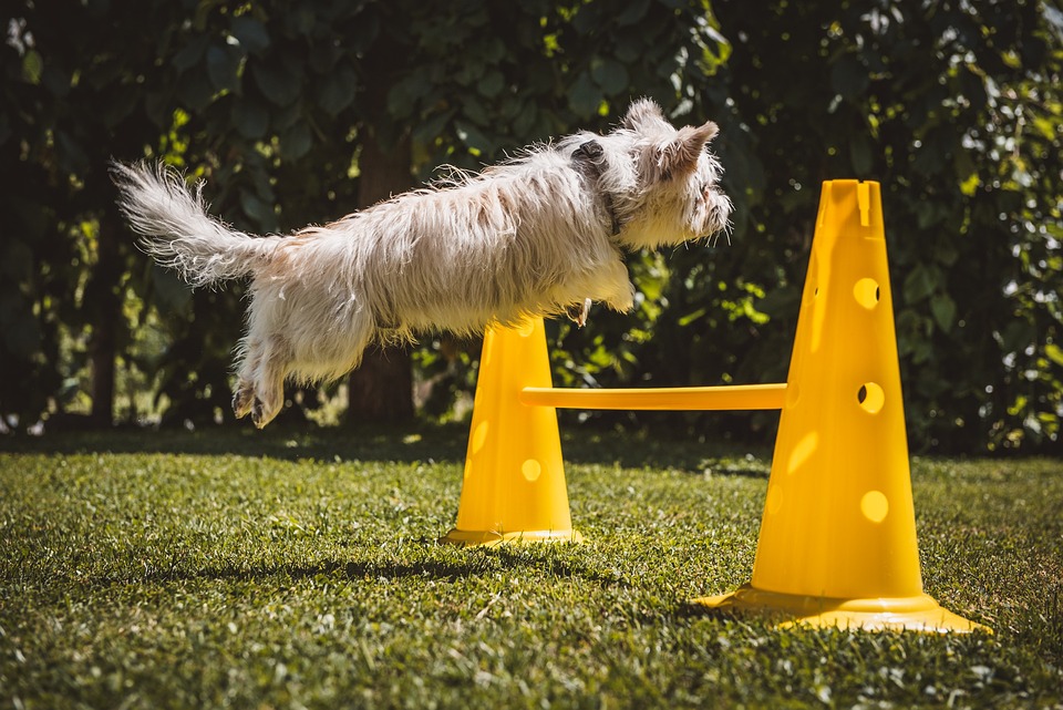 Training Beyond Obedience: Building a Strong Bond with Your Dog