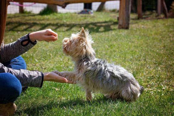 Training Trouble? Common Issues and How to Address Them