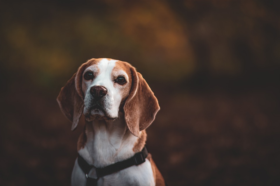Transform Your Home into a Pet Paradise with These Dog Accessories