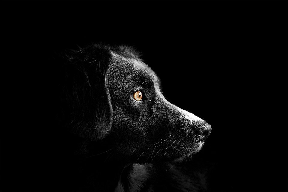 Understanding Common Health Issues in Dogs and How to Prevent Them