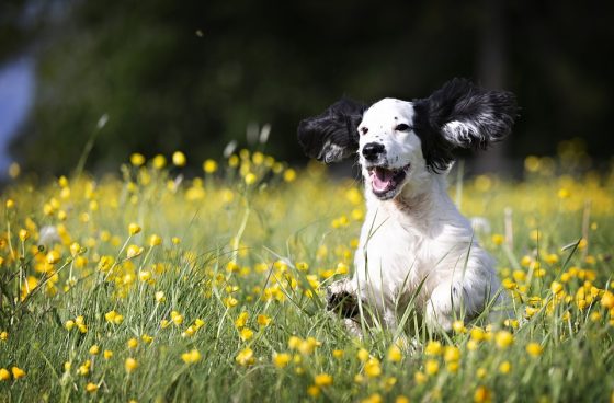 Unleashing the Top 10 Most Popular Dog Breeds of 2020