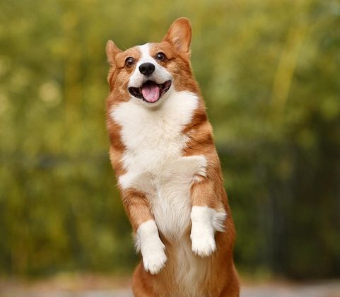 Unraveling the Mystery Behind Mixed Breeds: What Makes a Designer Dog?