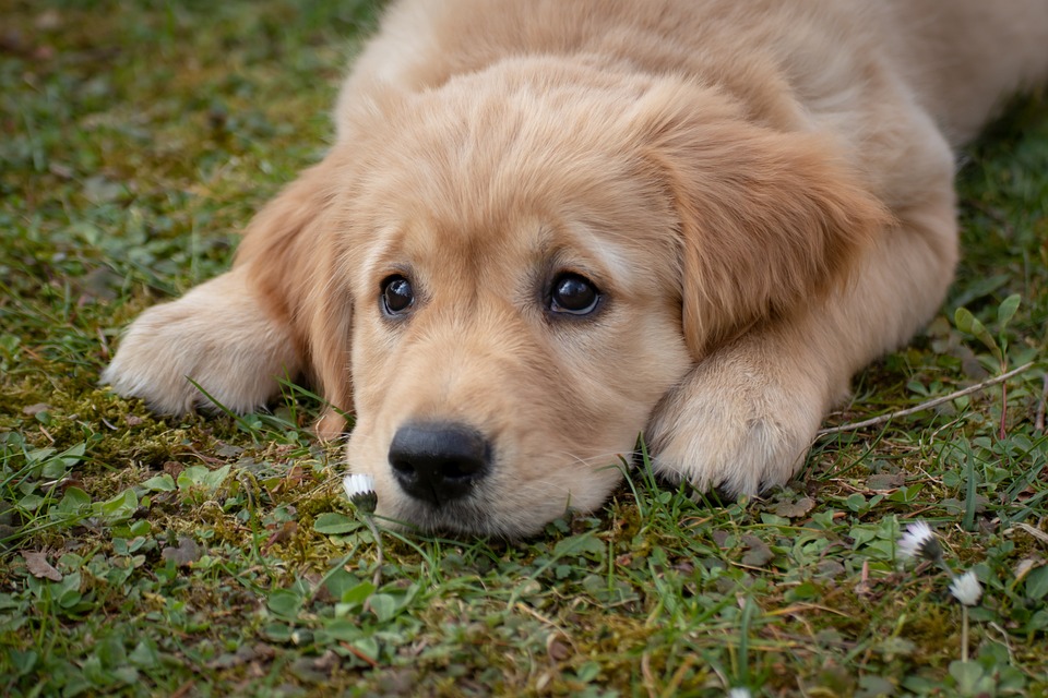 Which Dog Breed is Right for You? Tips for Choosing the Perfect Canine Companion