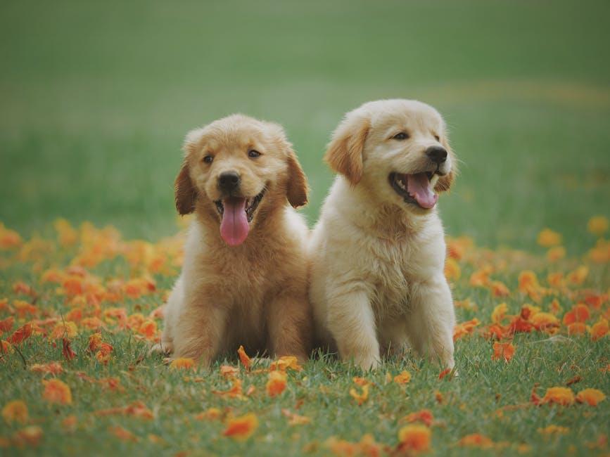 Understanding Your Puppys Needs for a⤠Happyâ Start