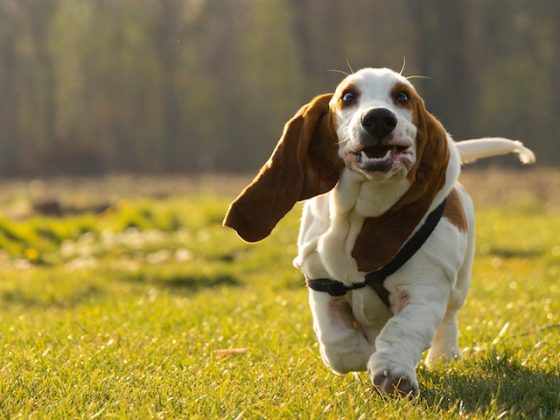 Unleash the Fun: Beginner Tips for Training Your Dog