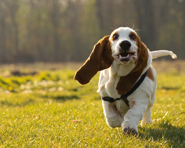 Unleash the Fun: Beginner Tips for Training Your Dog