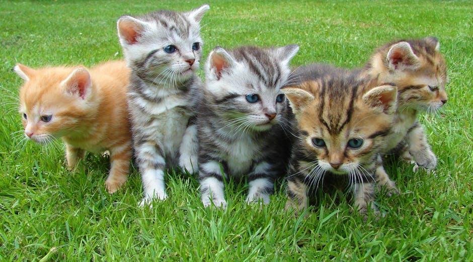 Essential⤠Daily âRoutines for a happy Feline
