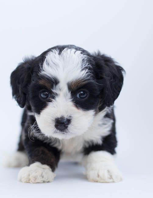 Choosing the Right Puppy for Your Lifestyle