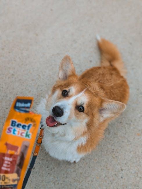 Unleashing the Basics: Top Training videos for Puppy Obedience