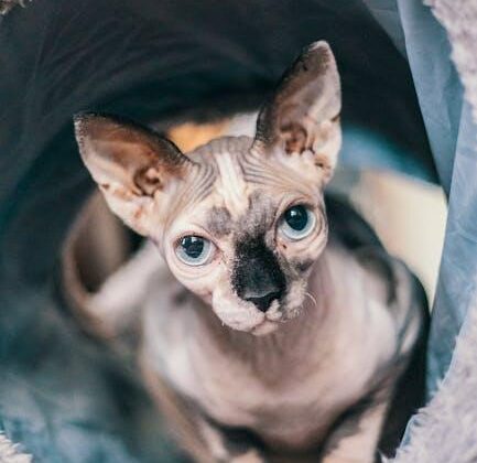 Getting Started with Cat Care: A Beginner’s Guide