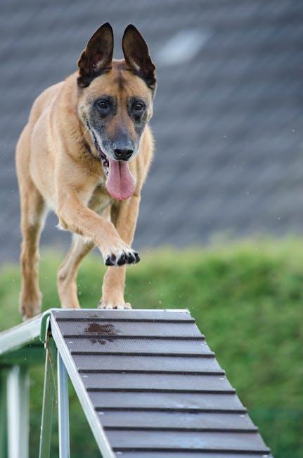 Getting Started⁤ with the Basics of Dog Training